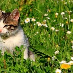 Sun & Shade Gardening PLR Article Pack