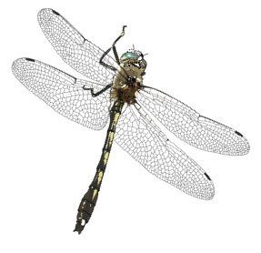 dragonfly2