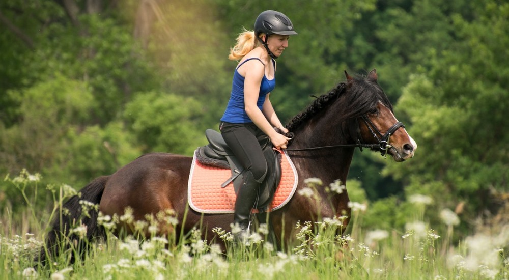 Equestrian Fitness PLR Content