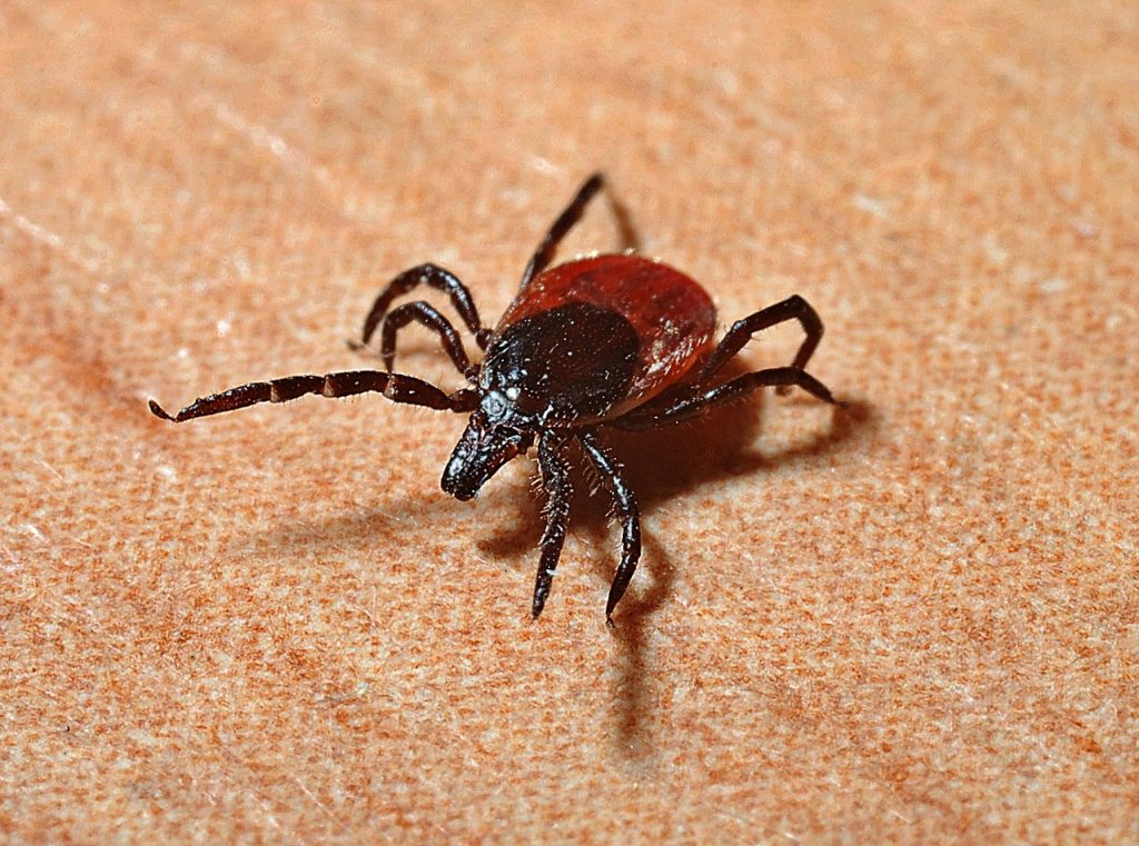 Lyme Disease PLR - What You Need to Know